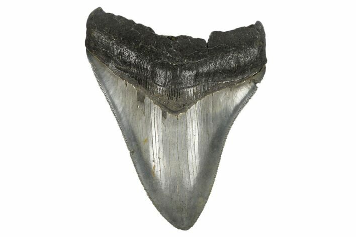 Serrated, Fossil Megalodon Tooth - South Carolina #170333